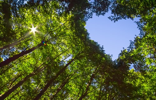 Green Heart Sustainability Image